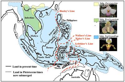 Phylogeny and Historical Biogeography of Paphiopedilum Pfitzer (Orchidaceae) Based on Nuclear and Plastid DNA